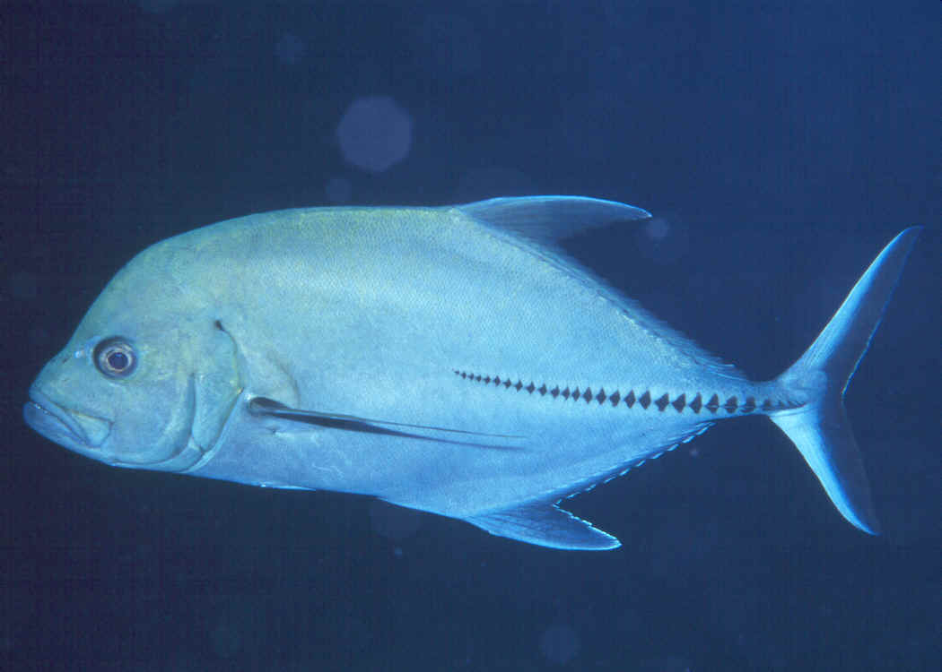 Caranx lugubris